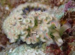 Attēlu rezultāti vaicājumam “Lophozia incisa”