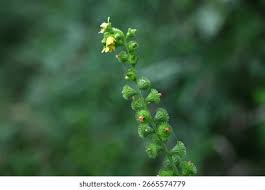 Attēlu rezultāti vaicājumam “Agrimonia pilosa flower”
