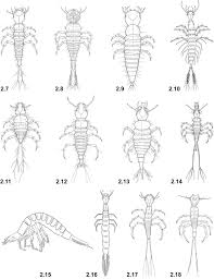 Attēlu rezultāti vaicājumam “Leiodidae larva”