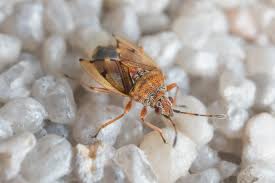 Attēlu rezultāti vaicājumam “Kleidocerys resedae”