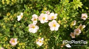 Attēlu rezultāti vaicājumam “Potentilla”