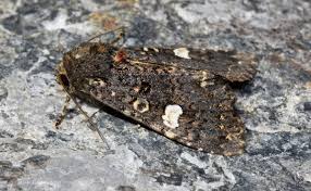 Attēlu rezultāti vaicājumam “Melanchra persicariae larva”