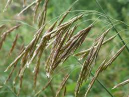 Attēlu rezultāti vaicājumam “Bromopsis inermis”