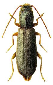 Attēlu rezultāti vaicājumam “Nothorhina punctata”