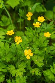 Attēlu rezultāti vaicājumam “Ranunculus cassubicus”