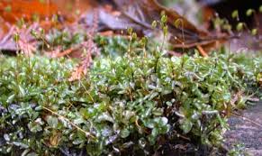 Attēlu rezultāti vaicājumam “Rhizomnium punctatum sporophyte”