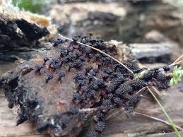 Attēlu rezultāti vaicājumam “Metatrichia vesparia spores”