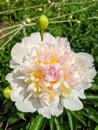 Attēlu rezultāti vaicājumam “Paeoniaceae”