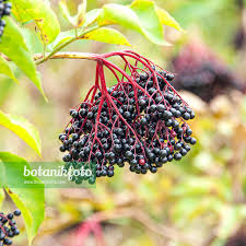 Attēlu rezultāti vaicājumam “Sambucus nigra fruit”