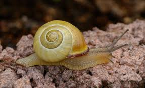 Attēlu rezultāti vaicājumam “Cepaea hortensis”