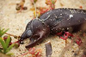 Image result for Gymnothorax vicinus