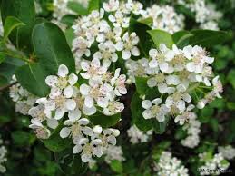 Attēlu rezultāti vaicājumam “Aronia melanocarpa flower”