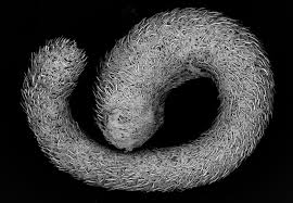 Attēlu rezultāti vaicājumam “Amaurochaete fusiformis”