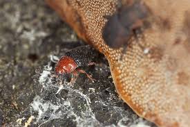 Attēlu rezultāti vaicājumam “Erotylidae”