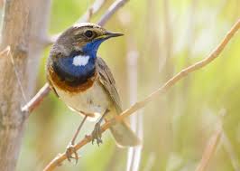 Attēlu rezultāti vaicājumam “Luscinia svecica”