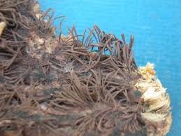 Attēlu rezultāti vaicājumam “Stemonitis fusca stalked”