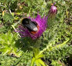 Attēlu rezultāti vaicājumam “Cirsium acaule flower”