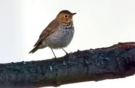 Image result for Catharus ustulatus