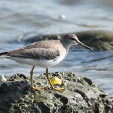 Image result for Tringa brevipes