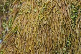 Attēlu rezultāti vaicājumam “Anastrophyllum hellerianum”