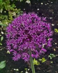 Attēlu rezultāti vaicājumam “Allium holandicum”