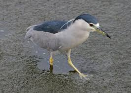 Attēlu rezultāti vaicājumam “Nycticorax nycticorax adult”