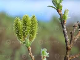 Attēlu rezultāti vaicājumam “Salix myrsinifolia female flower”