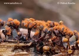 Attēlu rezultāti vaicājumam “Metatrichia floriformis spores”