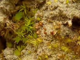 Attēlu rezultāti vaicājumam “Acaulon muticum sporophyte”