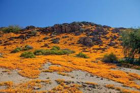 Image result for Dimorphotheca sinuata