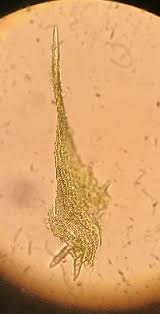 Attēlu rezultāti vaicājumam “Hypnum cupressiforme var. subjulacum”