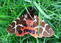 Attēlu rezultāti vaicājumam “Arctia caja”