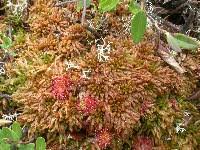 Attēlu rezultāti vaicājumam “Sphagnum austinii sporophyte”