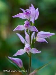 Attēlu rezultāti vaicājumam “Cephalanthera rubra bud”