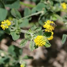 Attēlu rezultāti vaicājumam “Medicago lupulina flower”