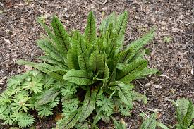Image result for Rumex sanguineum