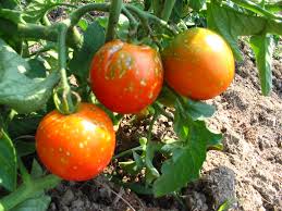 Afbeeldingsresultaat voor bloody butcher tomato