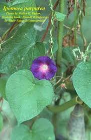 Image result for Ipomoea purpurea
