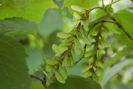 Attēlu rezultāti vaicājumam “Acer rufinerve flower”