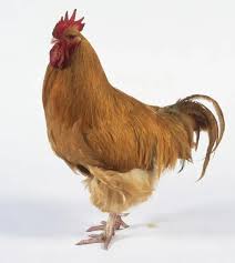 Attēlu rezultāti vaicājumam “Gallus”