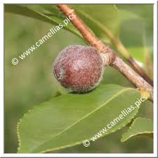 Attēlu rezultāti vaicājumam “Selinum carvifolia fruit”