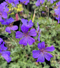 Image result for Geranium `Purple Haze`