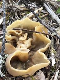 Attēlu rezultāti vaicājumam “Peziza varia”