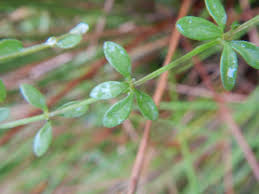 Attēlu rezultāti vaicājumam “Galium palustre leaf”