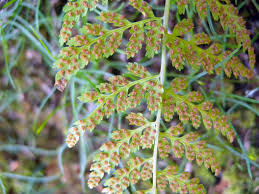 Attēlu rezultāti vaicājumam “Cystopteris fragilis”