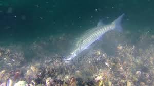 Image result for Liza aurata