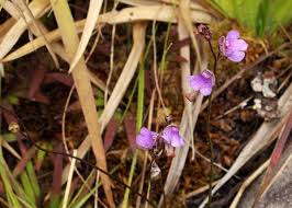 Attēlu rezultāti vaicājumam “Lentibulariaceae”