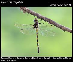 Attēlu rezultāti vaicājumam “Diderma cinereum macro”