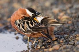 Attēlu rezultāti vaicājumam “Phalaropus fulicarius adult”