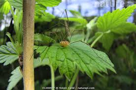 Attēlu rezultāti vaicājumam “Phalangium opilio”